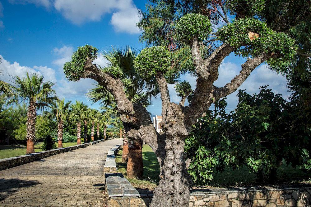 Leone Luxury Villas Kalamákion Dış mekan fotoğraf